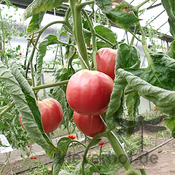 Pinke und Rote alte Tomatensorte mit schönem Geschmack