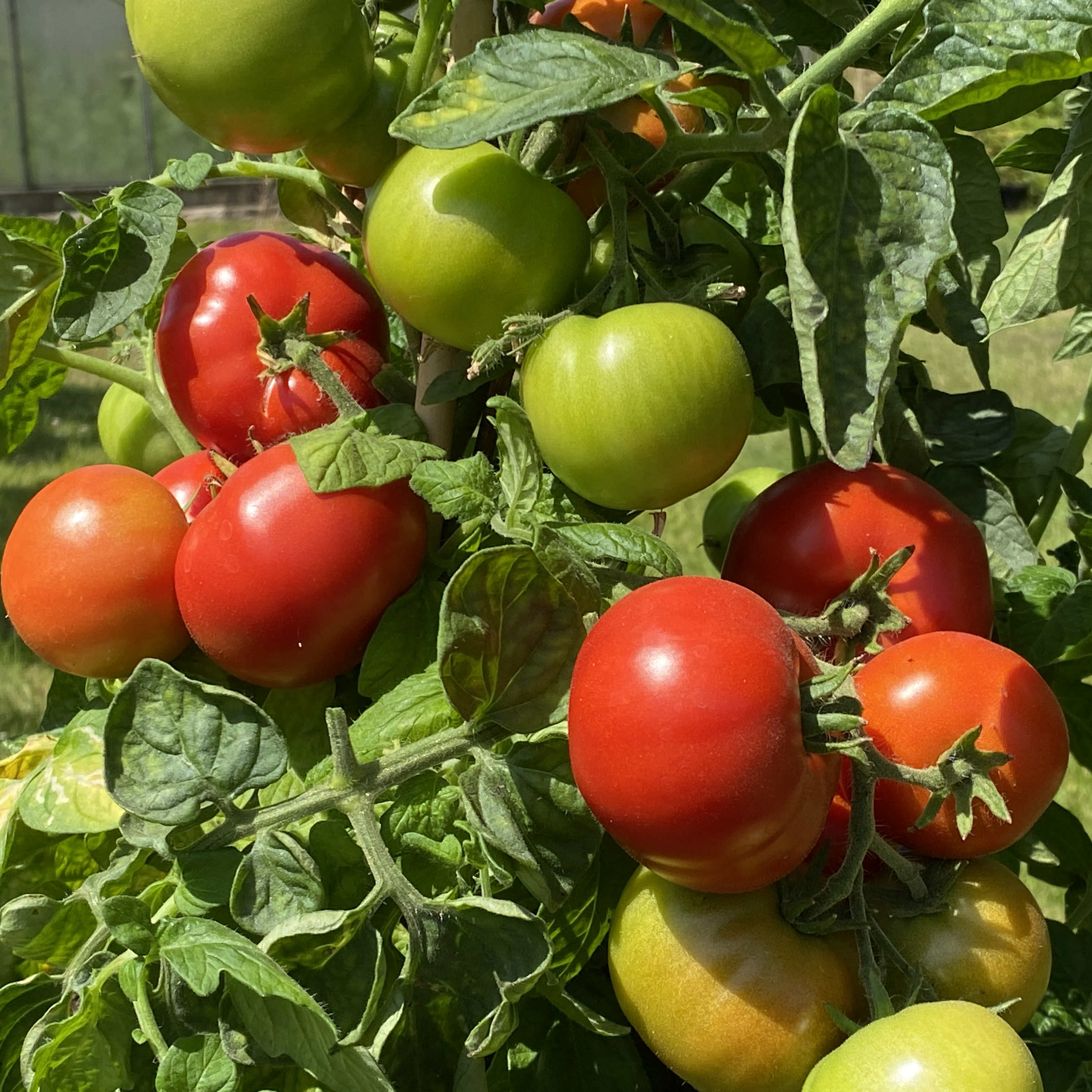 Tomatensaatgut Kremser Perle