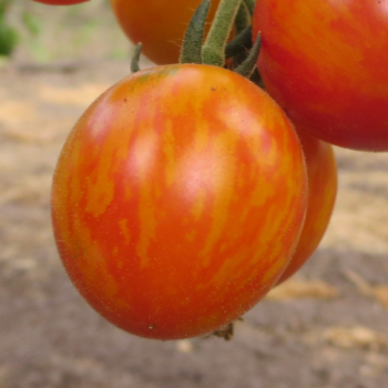 Orange Zebra Bio Tomatenfrcuht