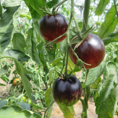 Rot/Orange Tomatenrarität mit Blauem Kopf