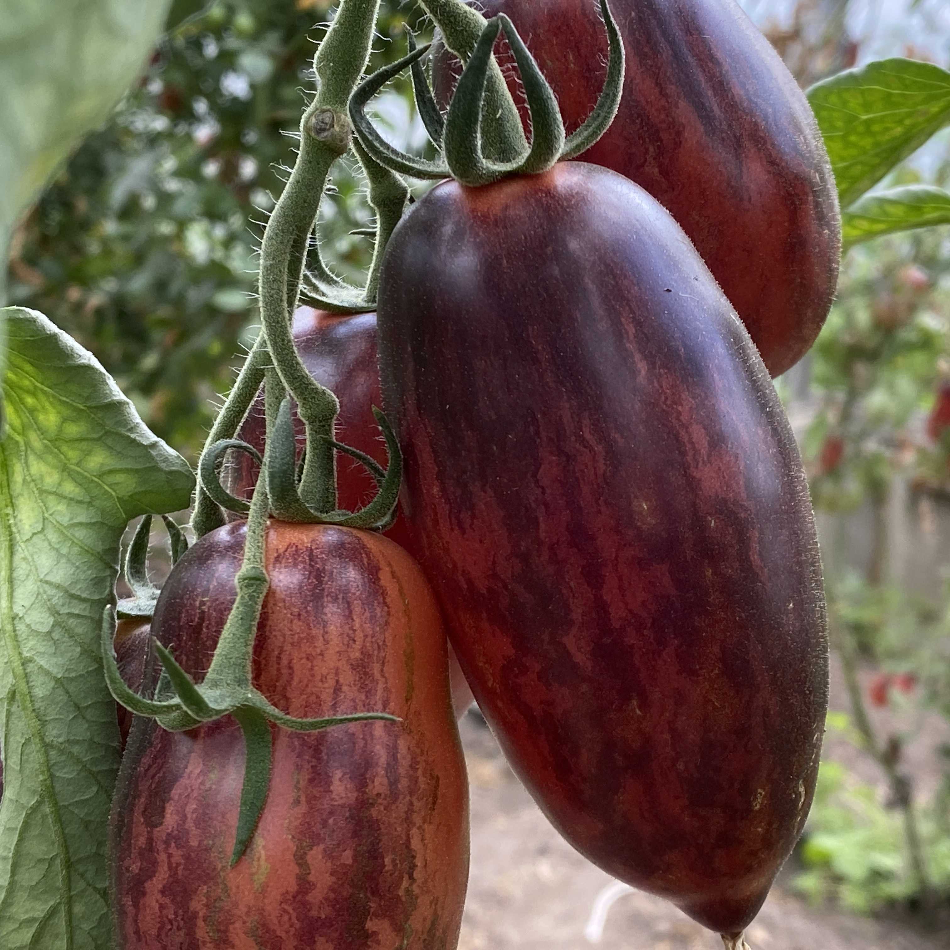 Tomatensaatgut Slivka Gurman