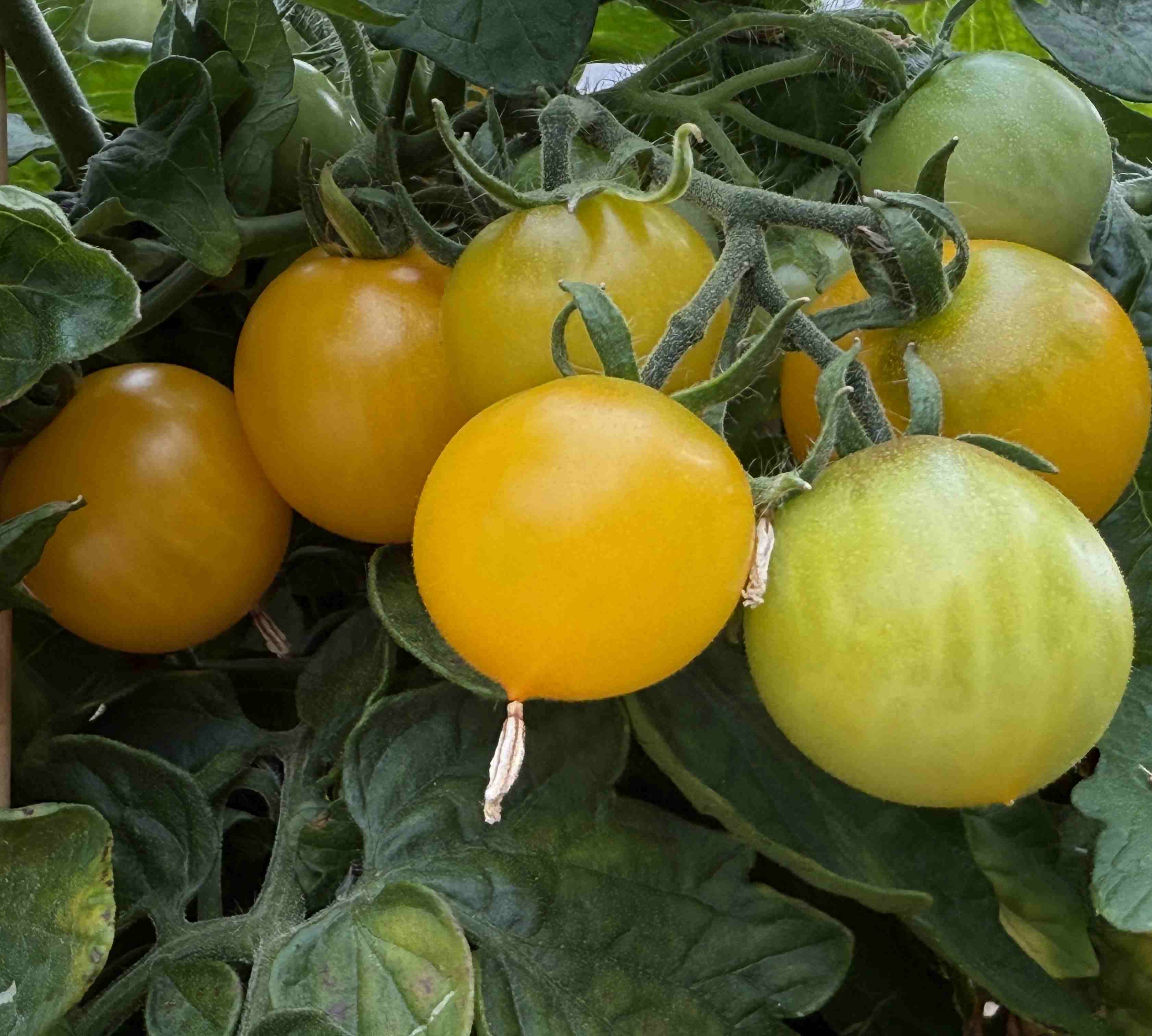 Tomatensaatgut Balconi Yellow