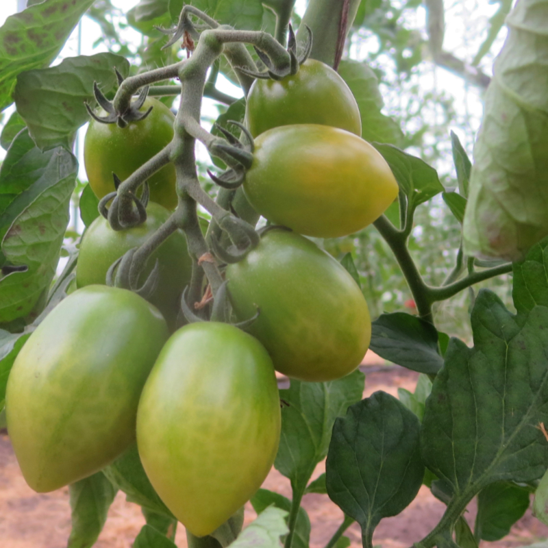 Grün gestreifter Cherry Bio Tomatenstrauch  