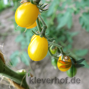 Gelbe Cherry Tomatensorte mit Geschmack