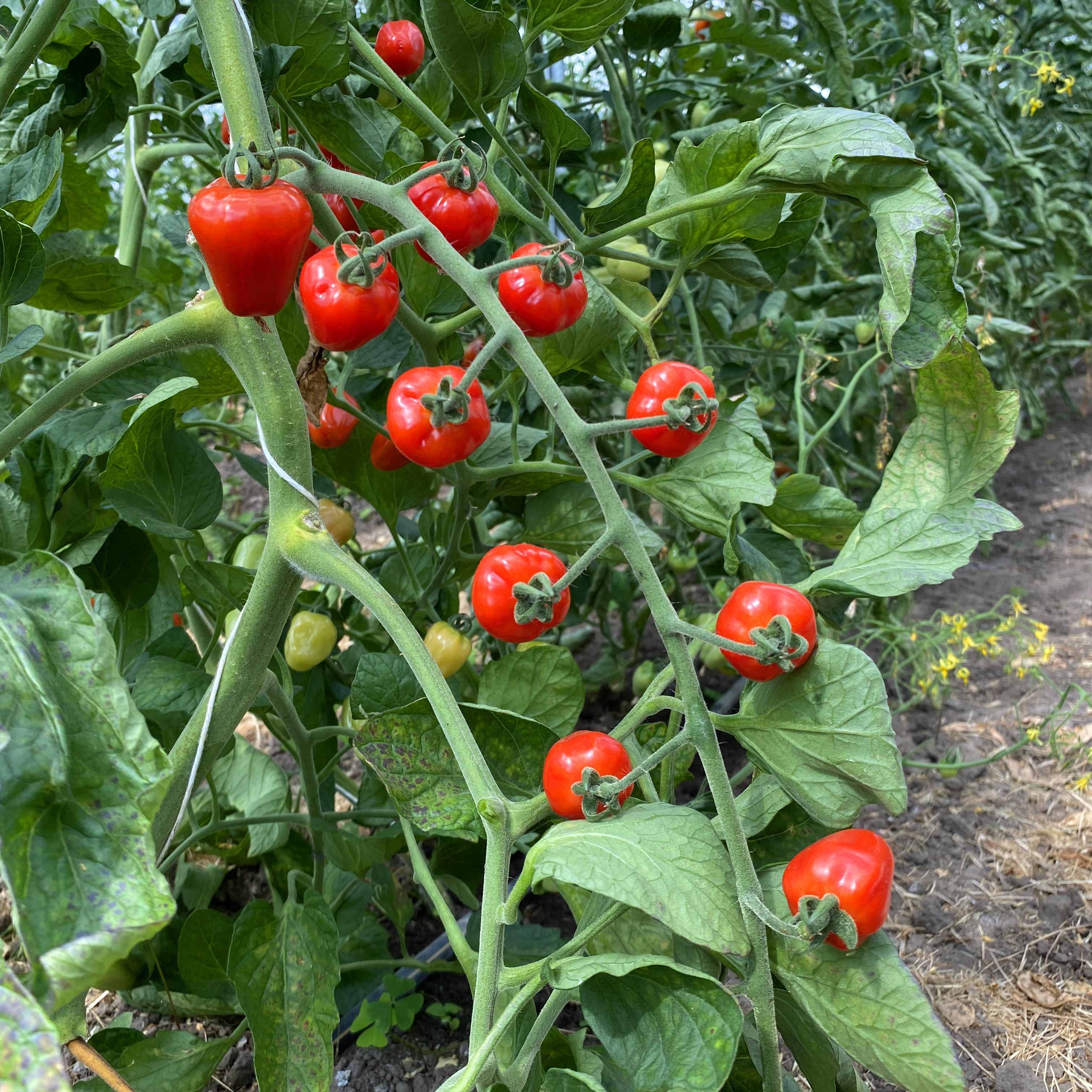 Tomatensaatgut Cherry Herztomate