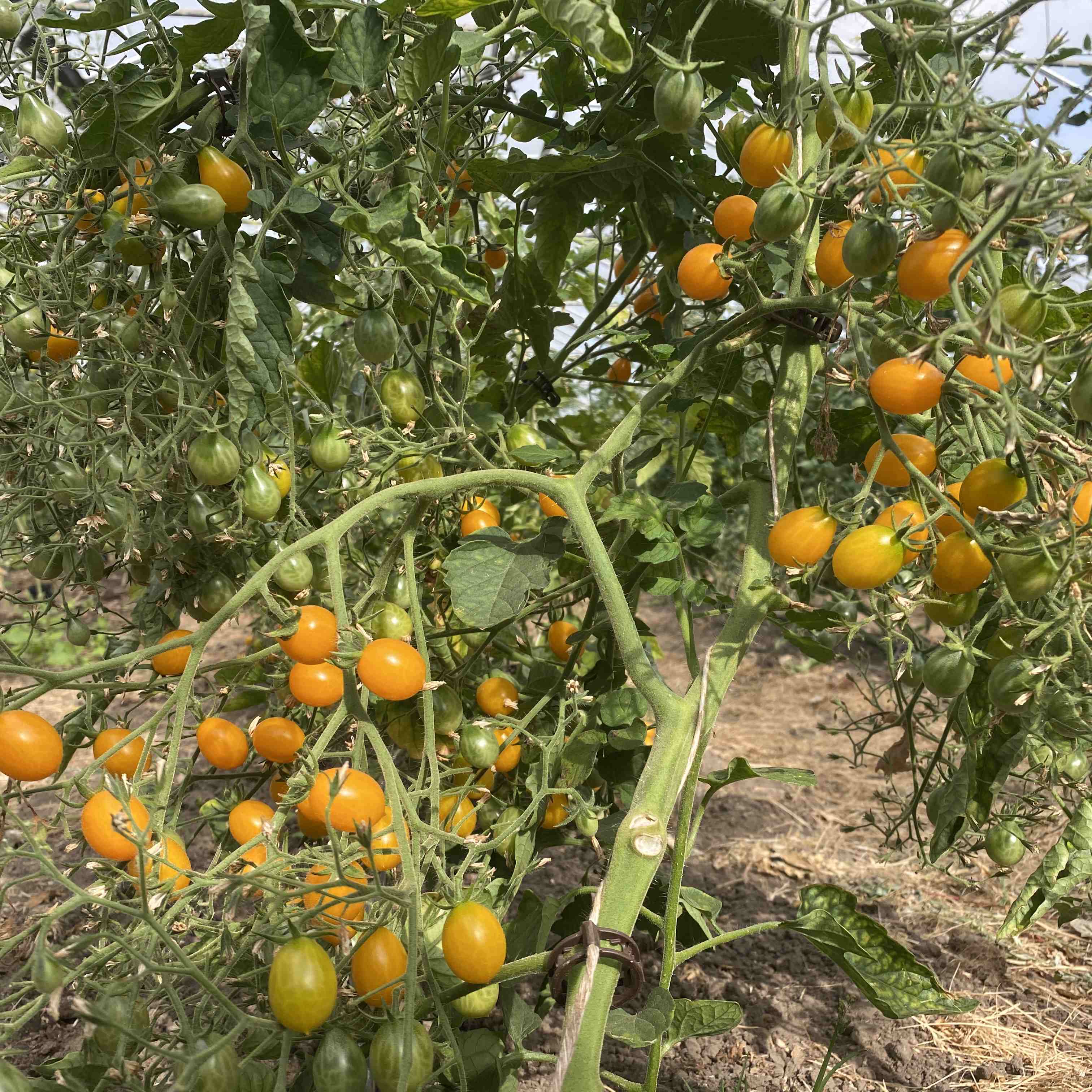 Tomatensaatgut Yellow Grape