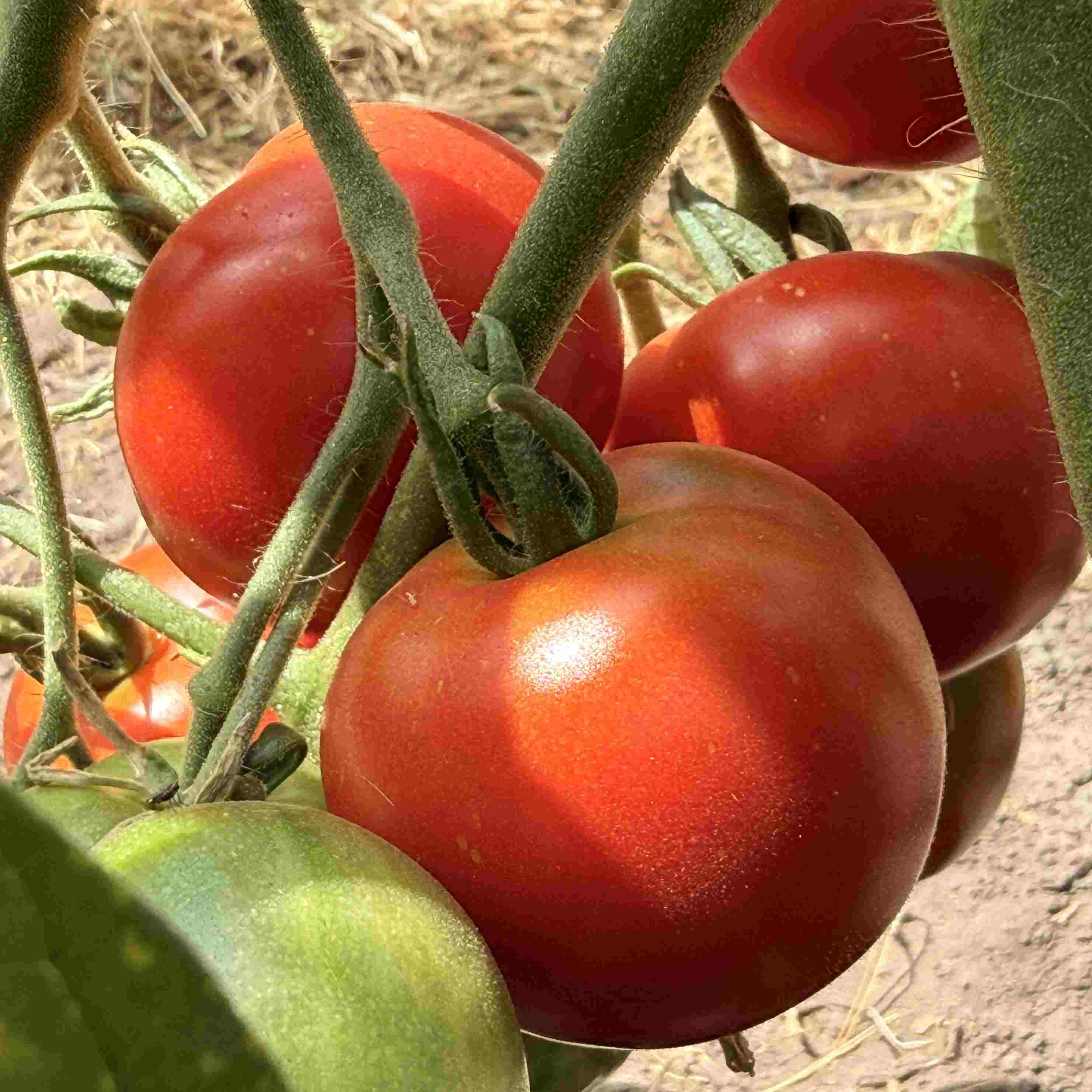 Tomatensaatgut Beymes Erntesegen