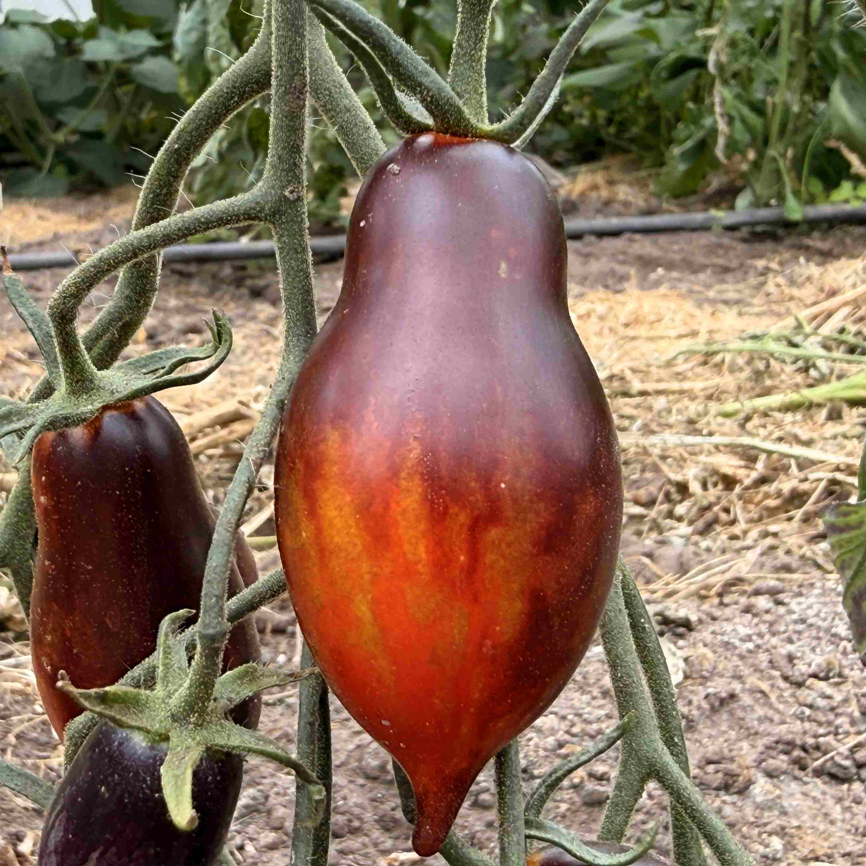 Tomatensaatgut E-Lava-Drip
