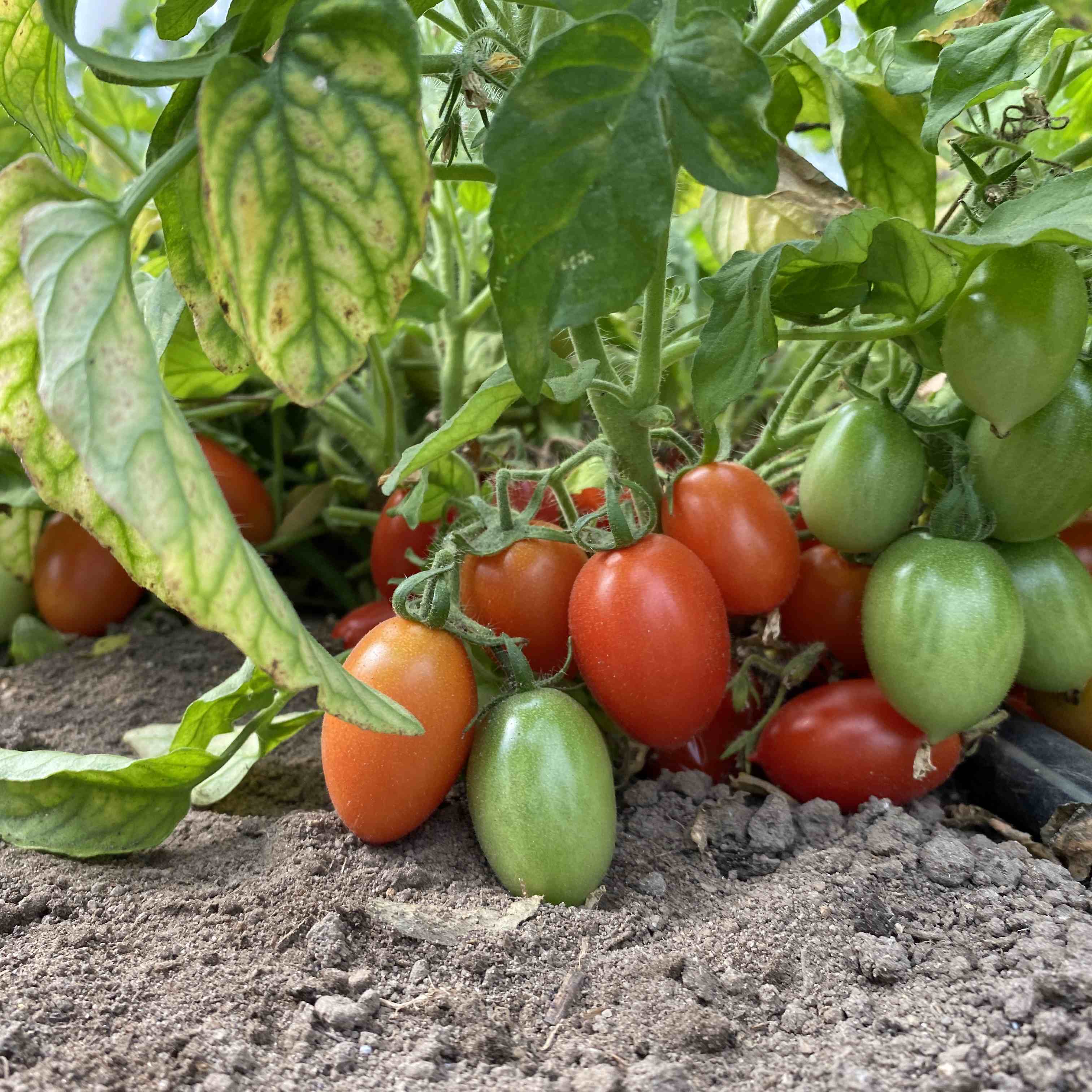 Tomatensaatgut Laura