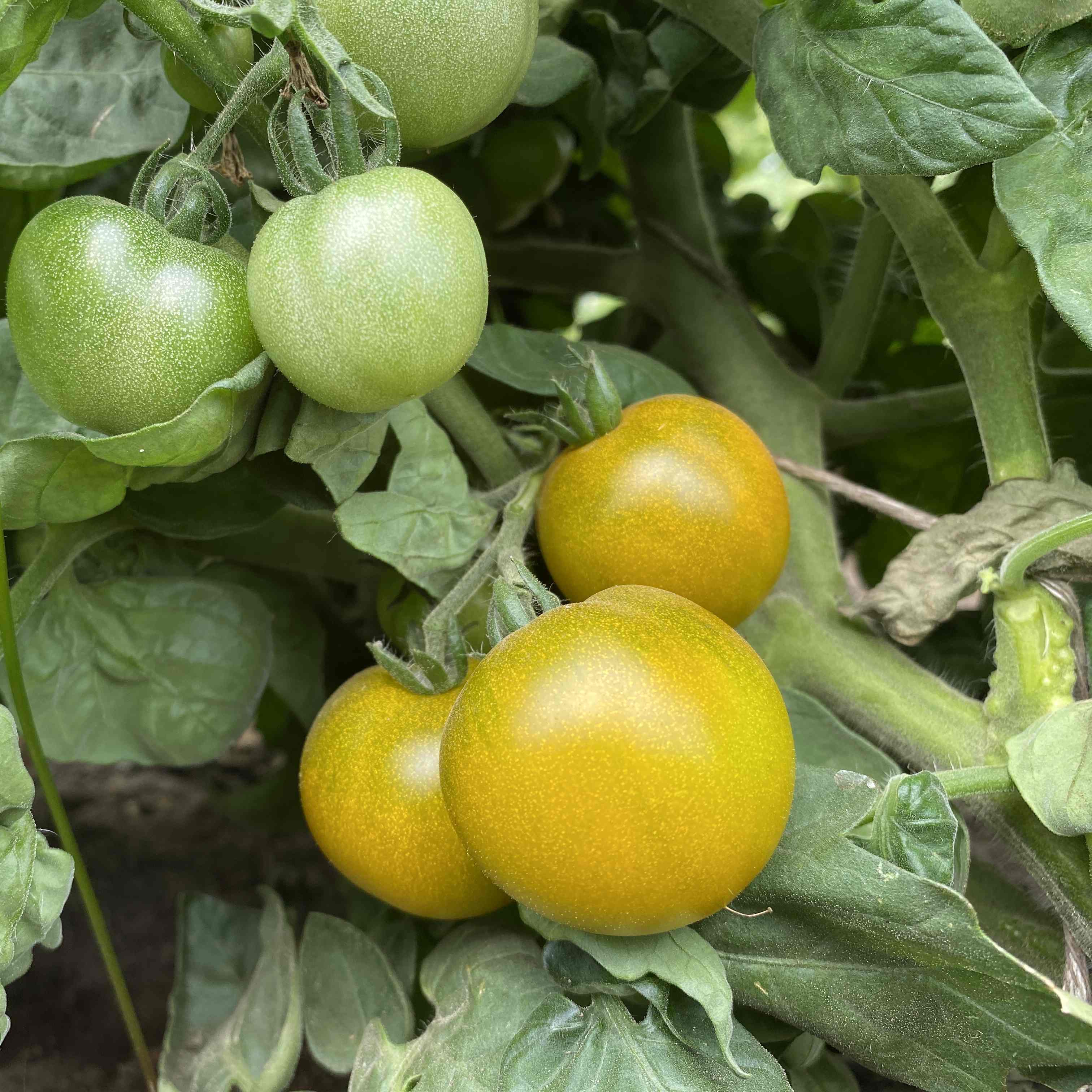 Tomatensaatgut Sweet Baby Jade