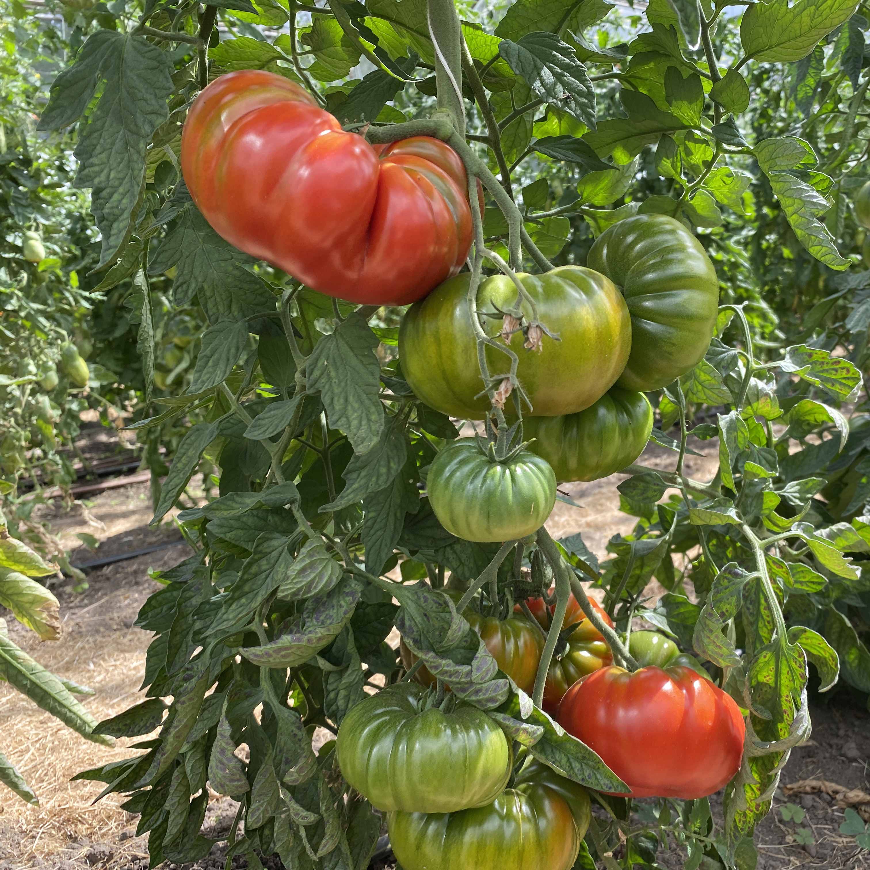 Tomatensaatgut Bärentatze