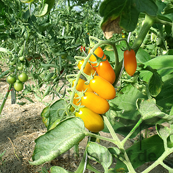 Orange/Gelbe Tomatenfrucht