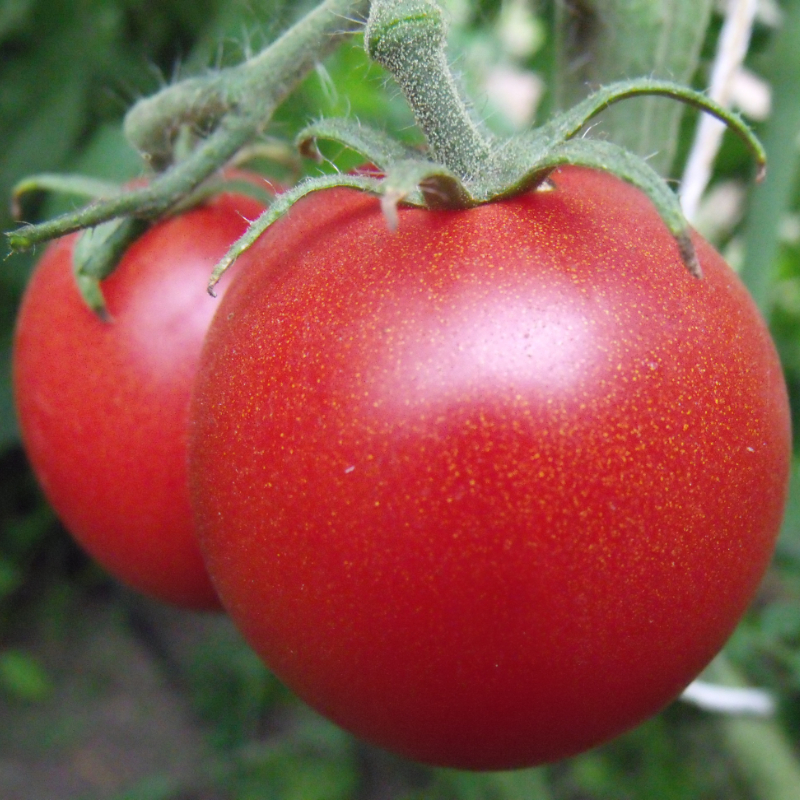 Zwei prall rote Tomaten