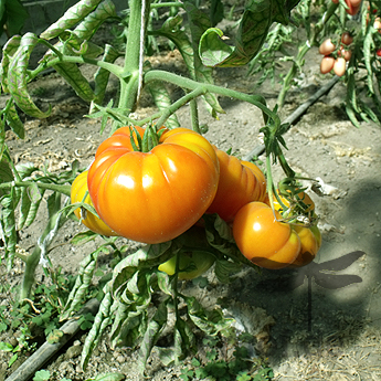 Orange Tomantensorte
