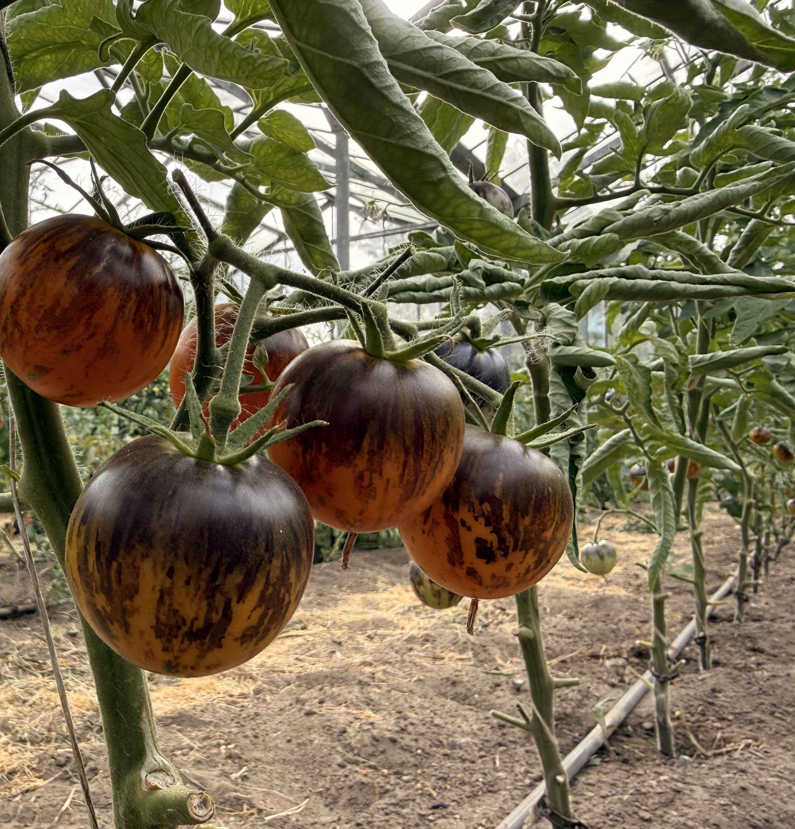 Tomatensaatgut Märchenmond