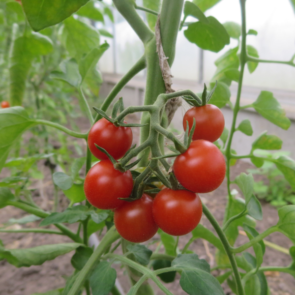 Rote Cherry Tomatenvielfatl mit gutem Geschmack