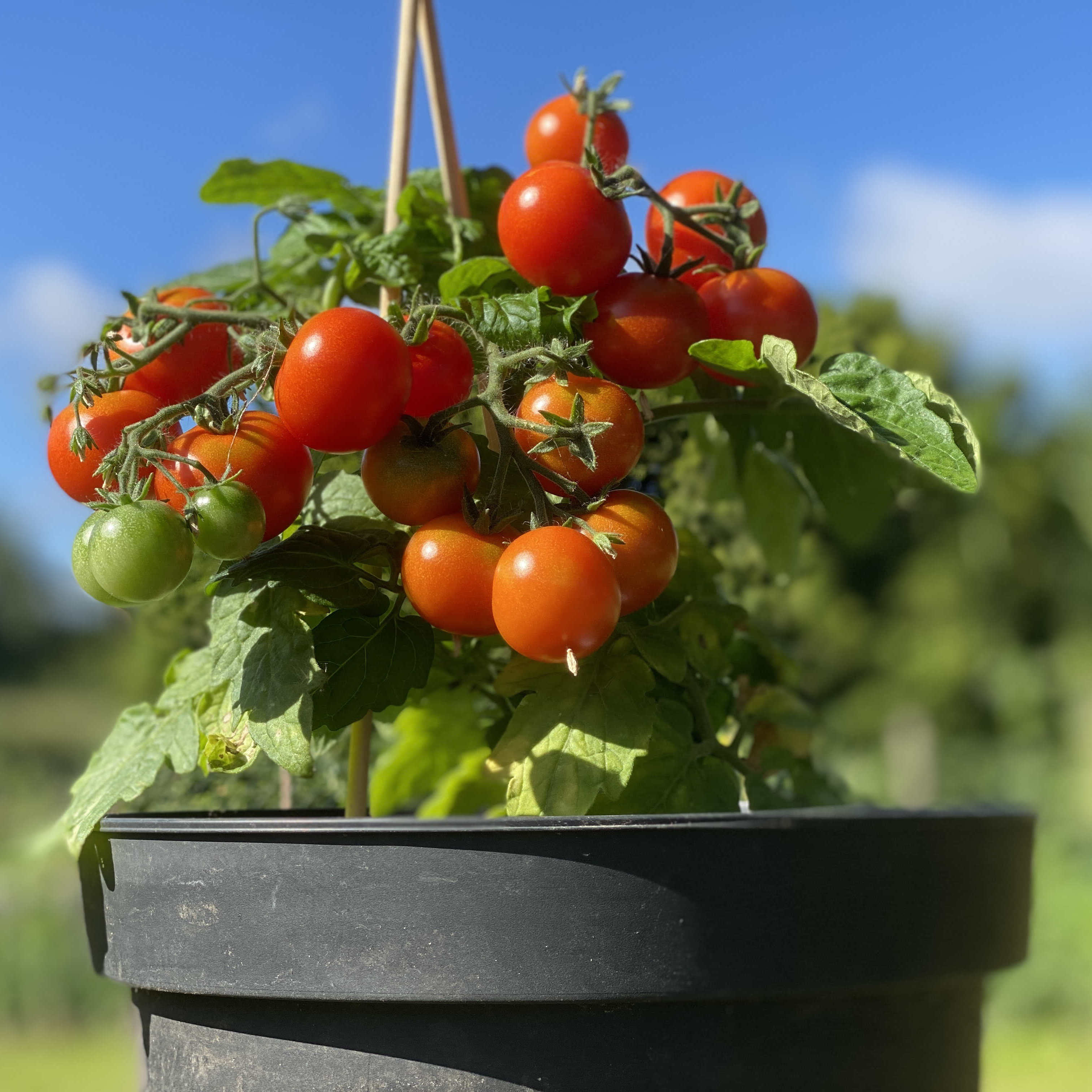 Tomatensaatgut Balconi Red