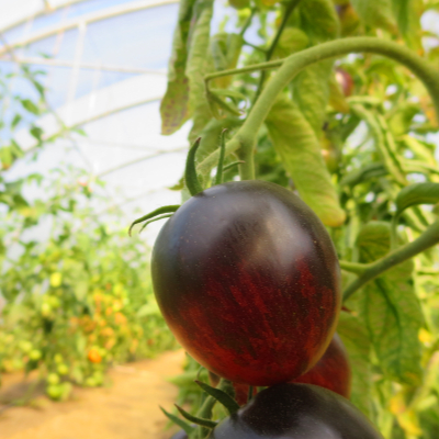 Schwarz/Rote Tomatenvielfalt