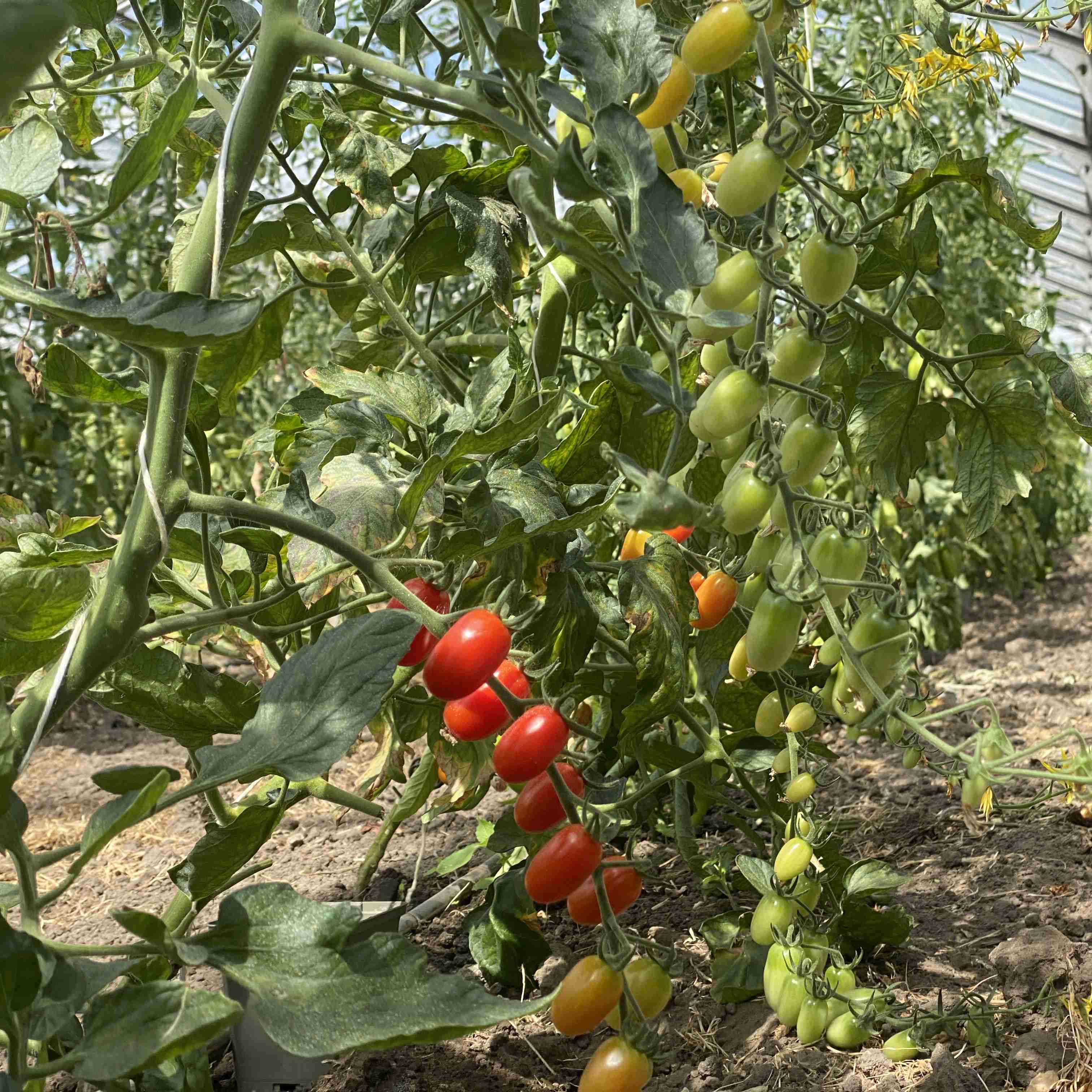Tomatensaatgut Ambrosia