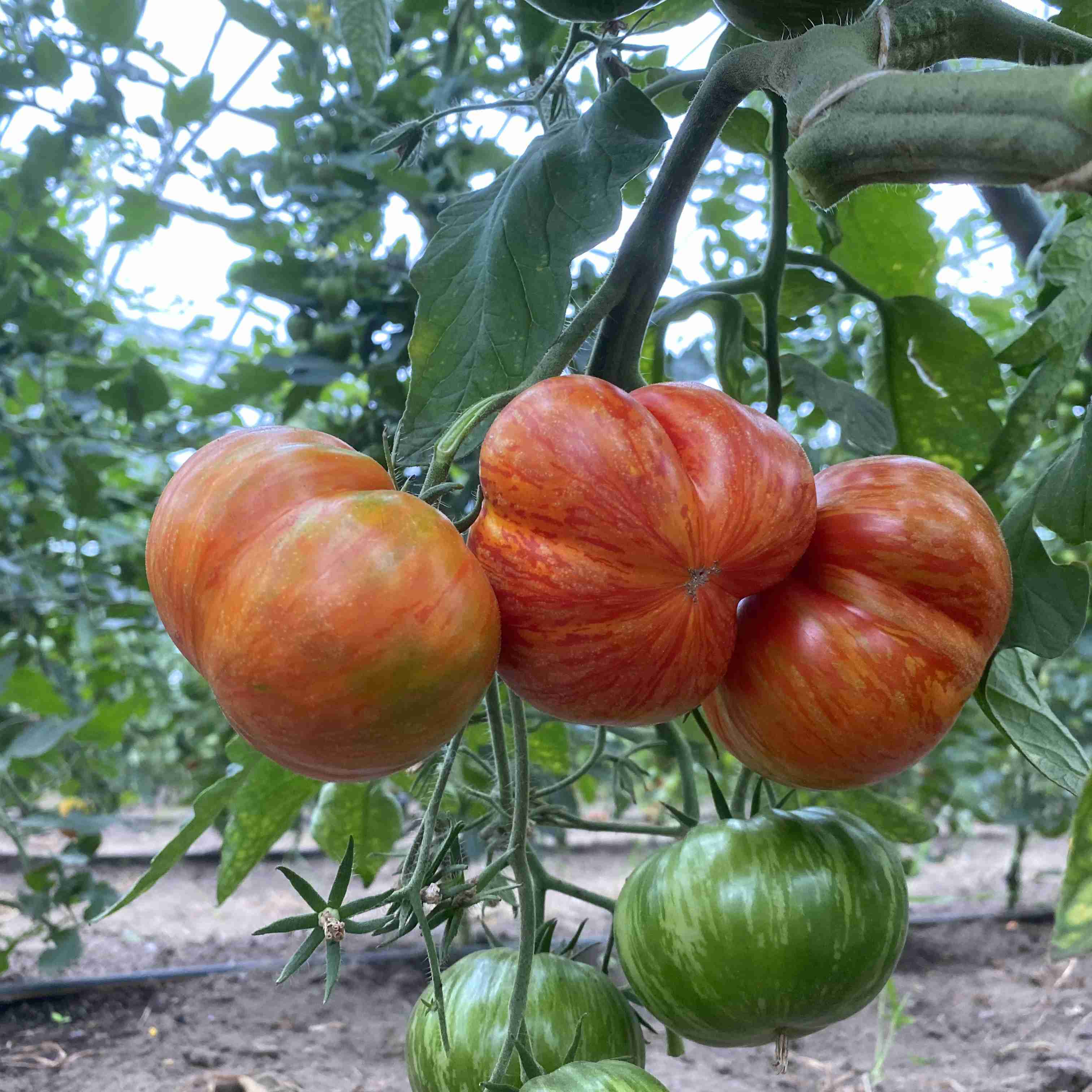 Tomatensaatgut Solar Flare