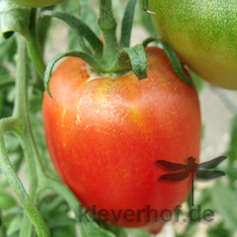   Rote längliche Bio Tomate 