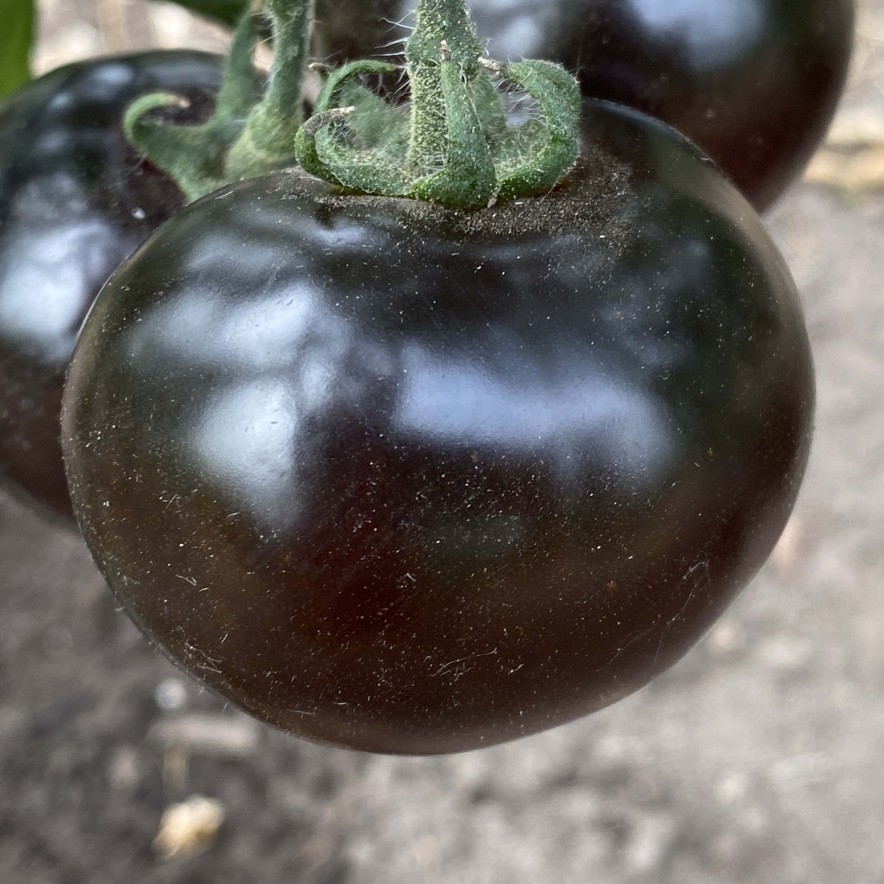 Tomatensaatgut Blue Bayou