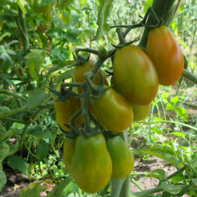 Gelbe Cherry Tomaten