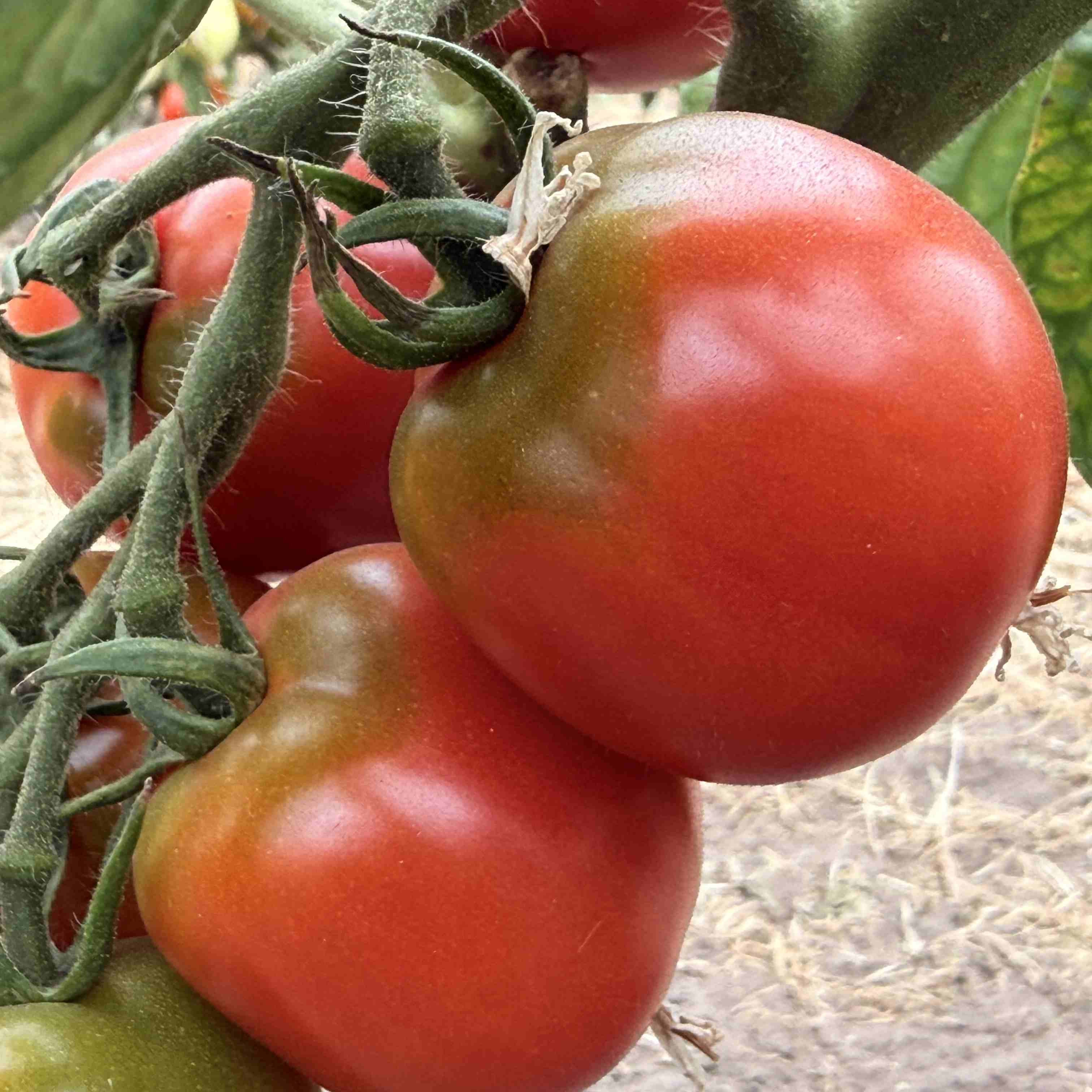Tomatensaatgut Rosa Roma