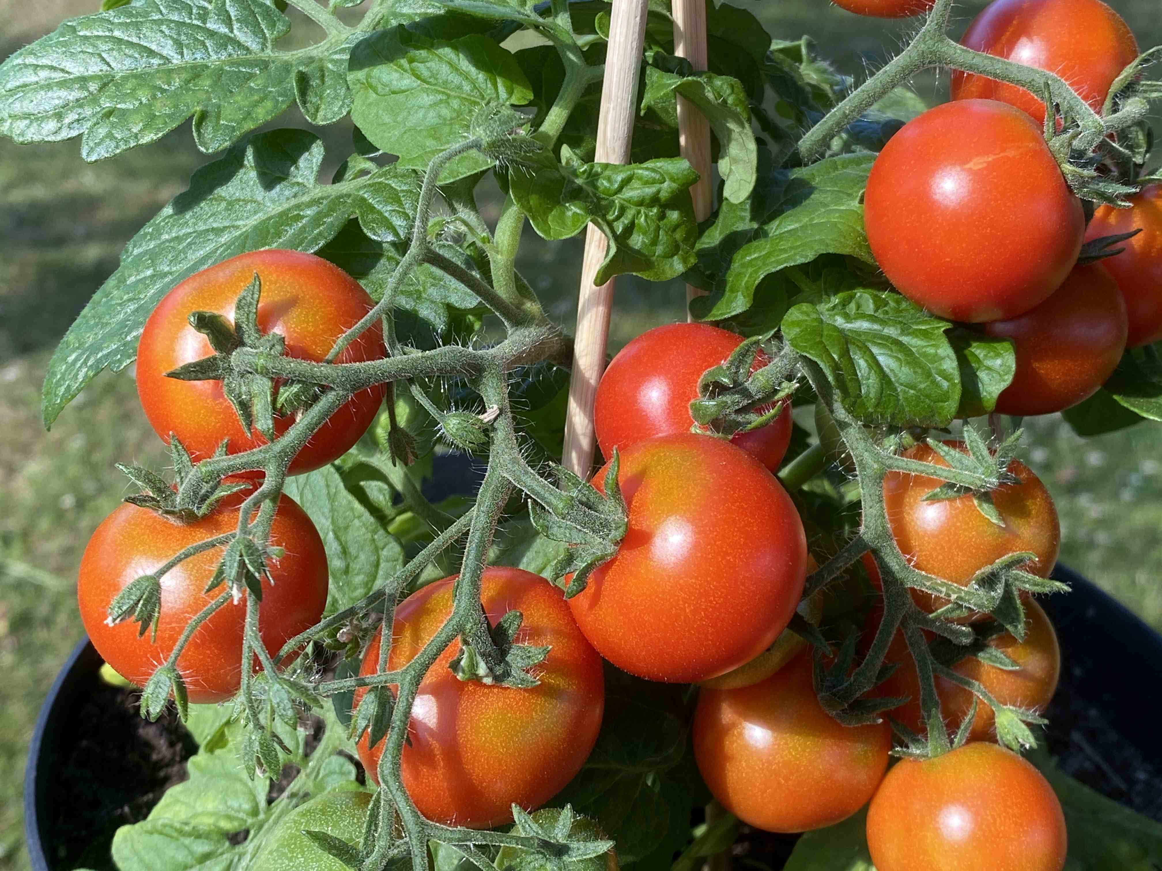 Tomatensaatgut Balconi Red