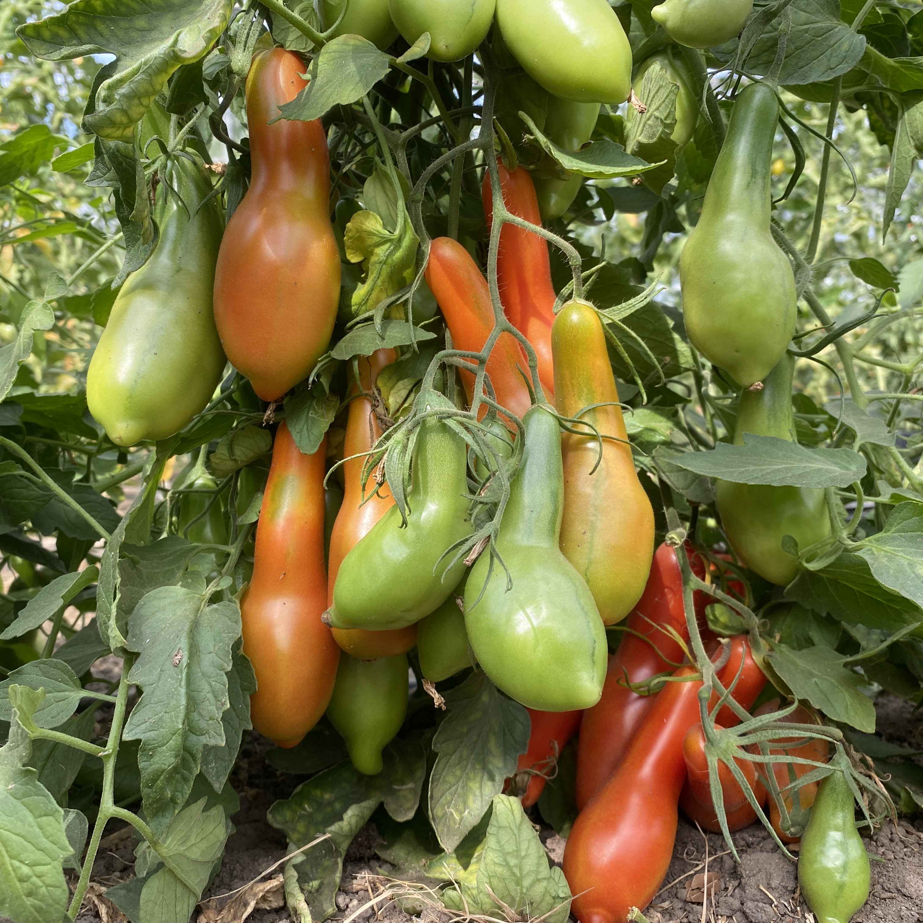 Tomatensaatgut Royal Finger