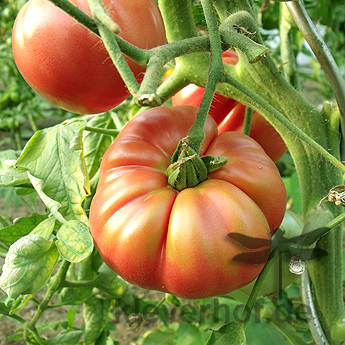 Orange Tomatensorte mit Geschmack