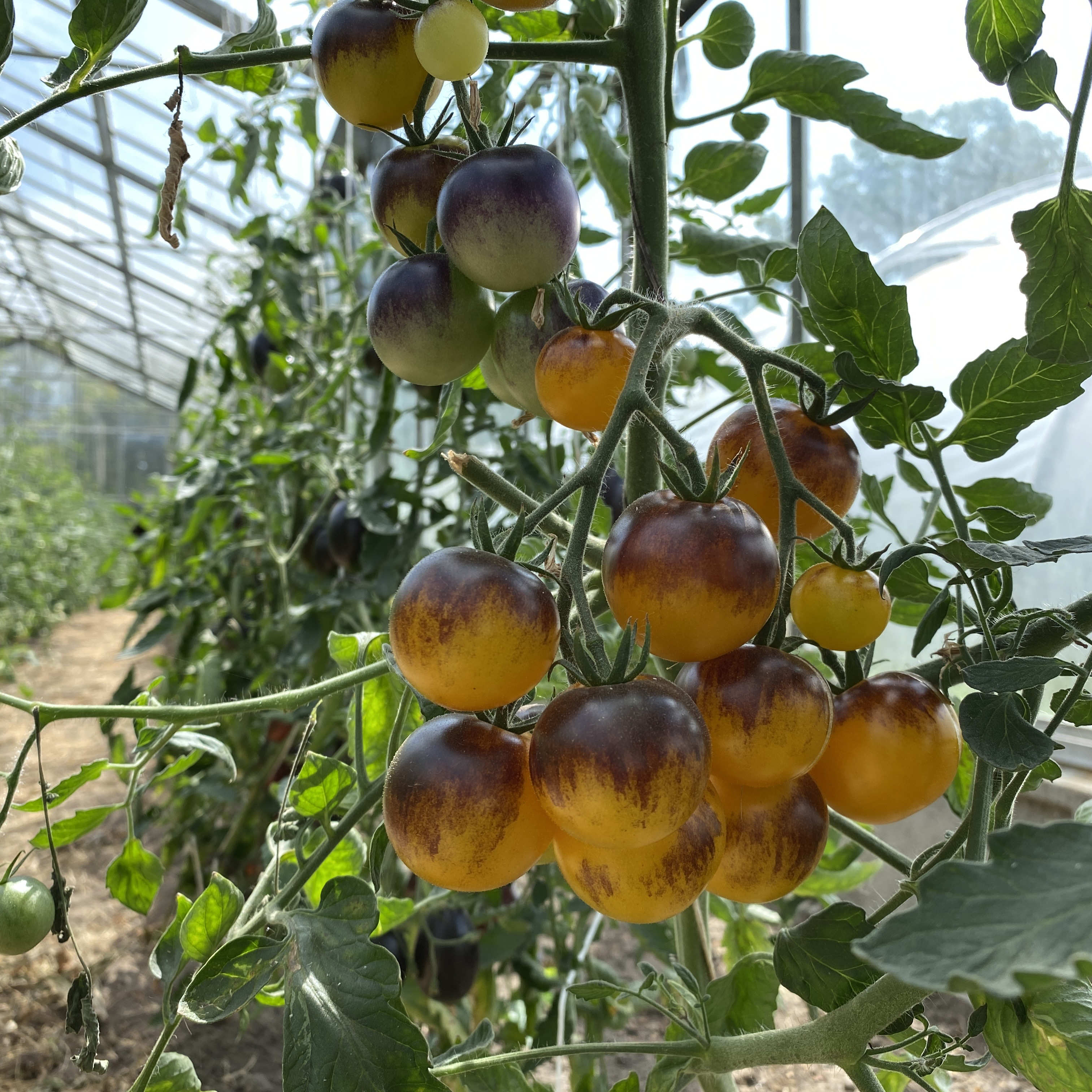 Tomatensaatgut Bleu Feu
