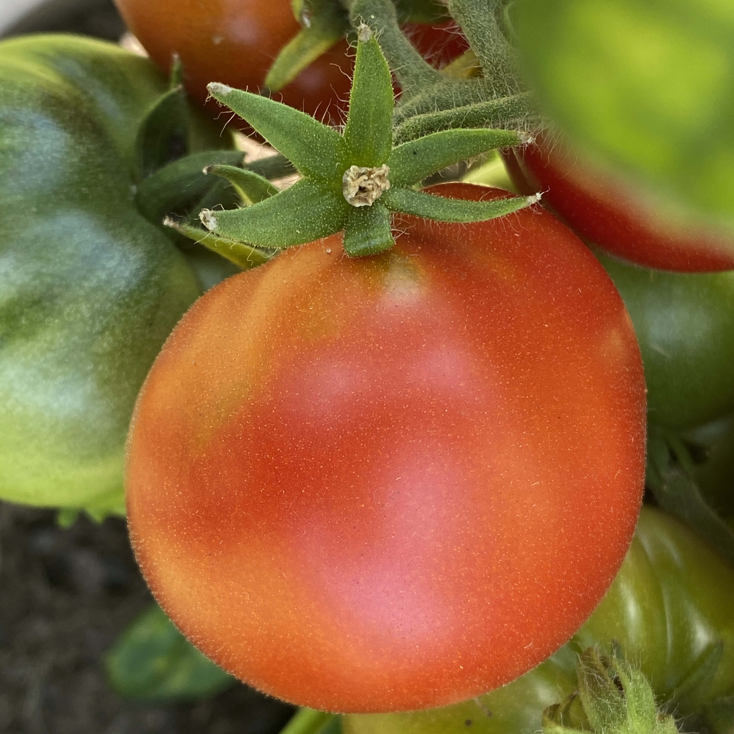 Tomatensaatgut Emma