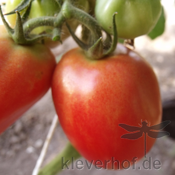 Braune und Rote Tomatensorte mitGeschmack