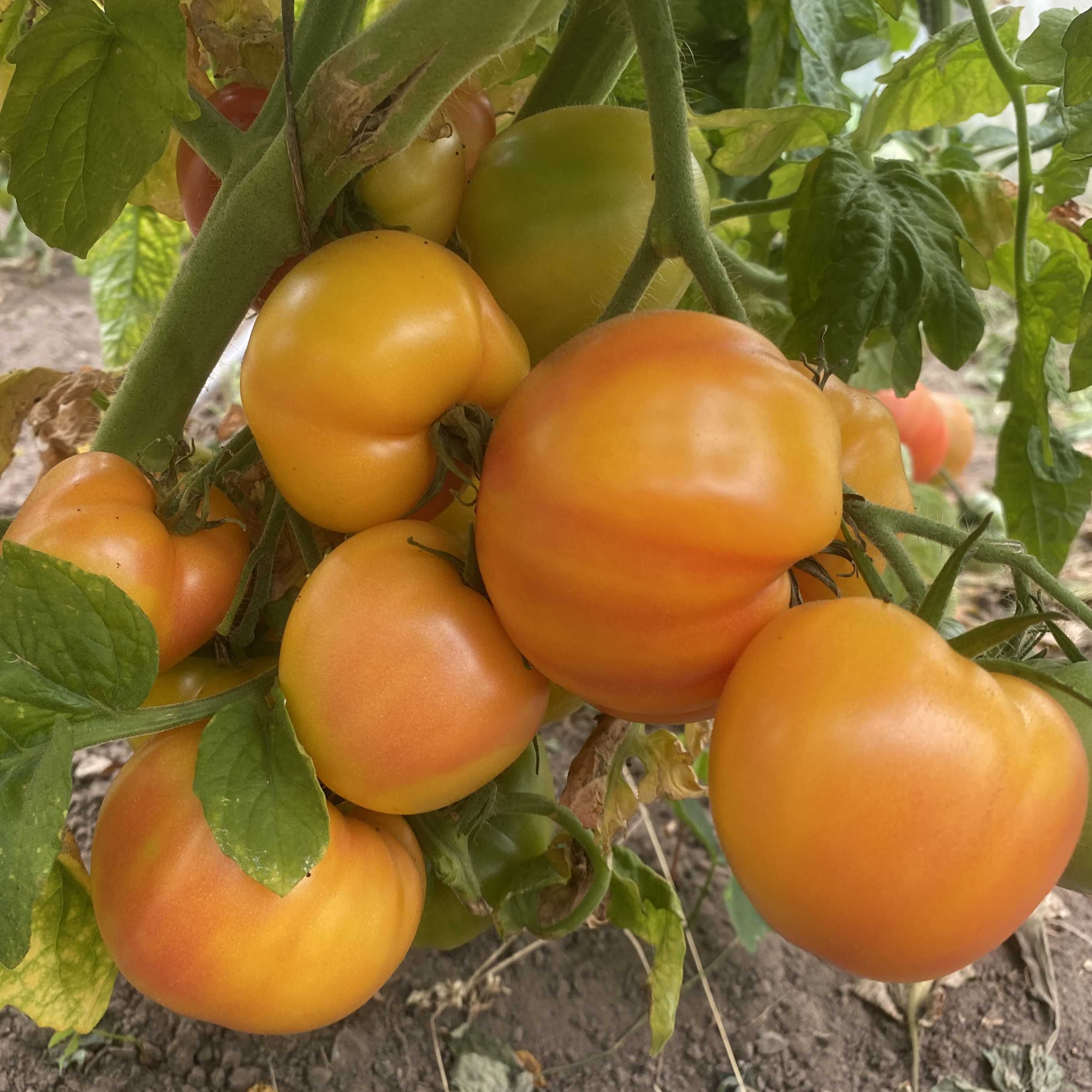 Tomatensaatgut Sunkissed Peach