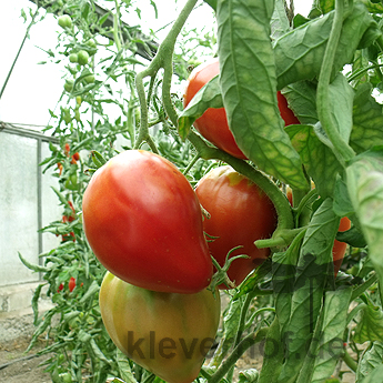 Rote Bio Tomatenfrucht in Herzform 