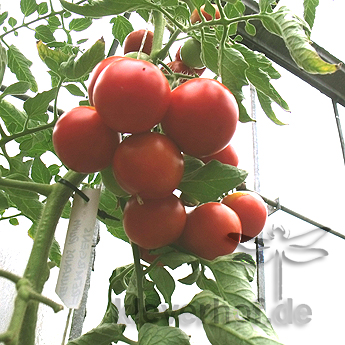 Rot und Oranger Liebesapfel