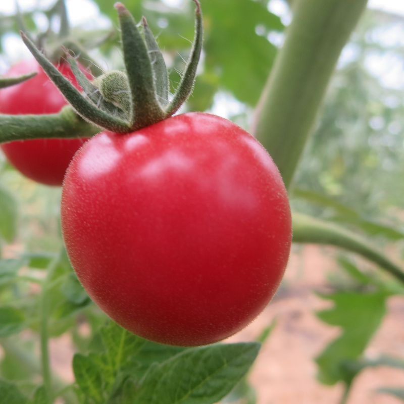 Rot und Pinke Paradeiser
