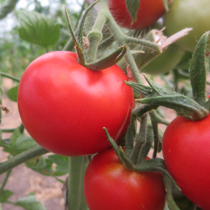  Alte Rote Tomatenvielfalt