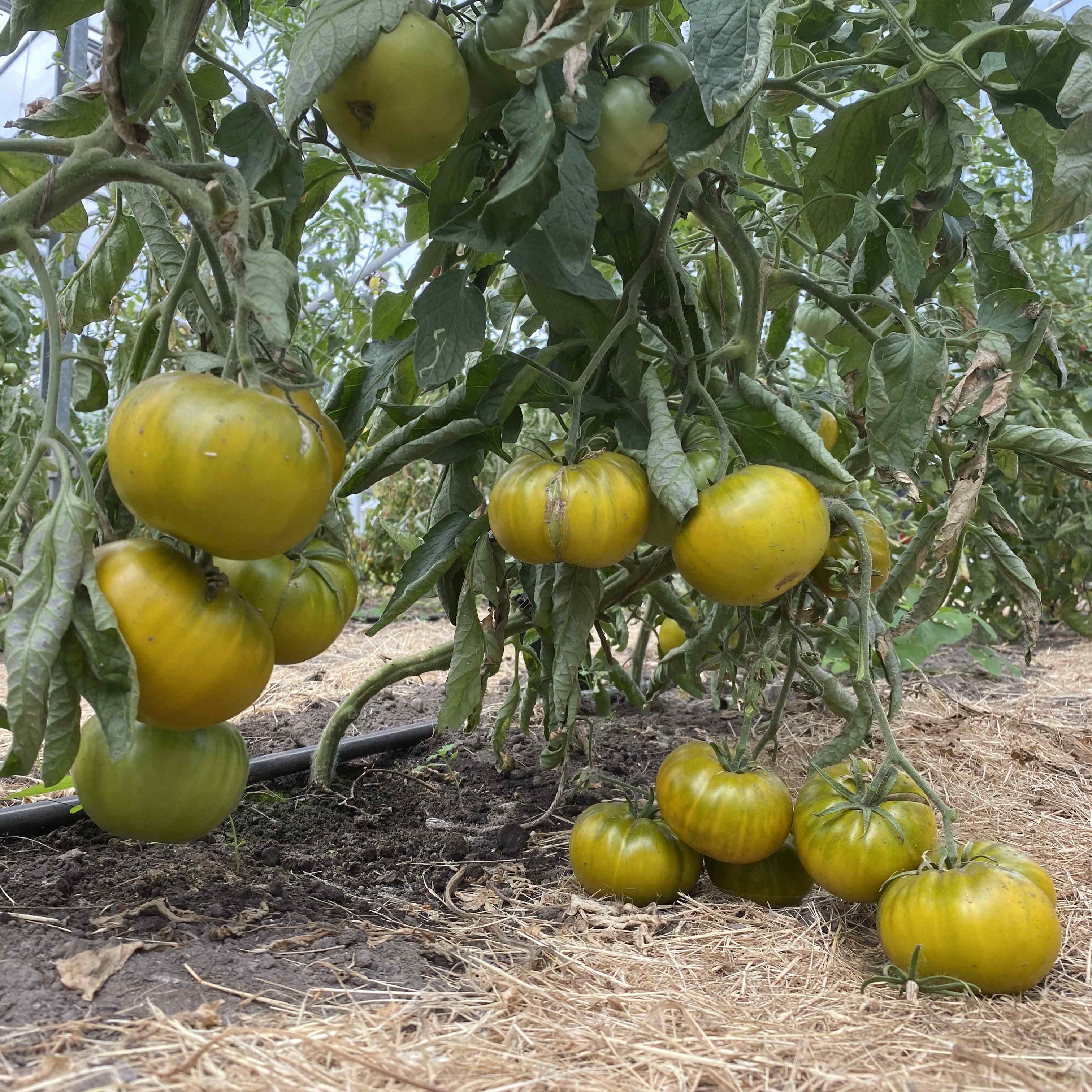 Tomatensaatgut Charlie Green