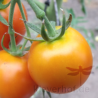 Orange und Gelber Liebesapfel