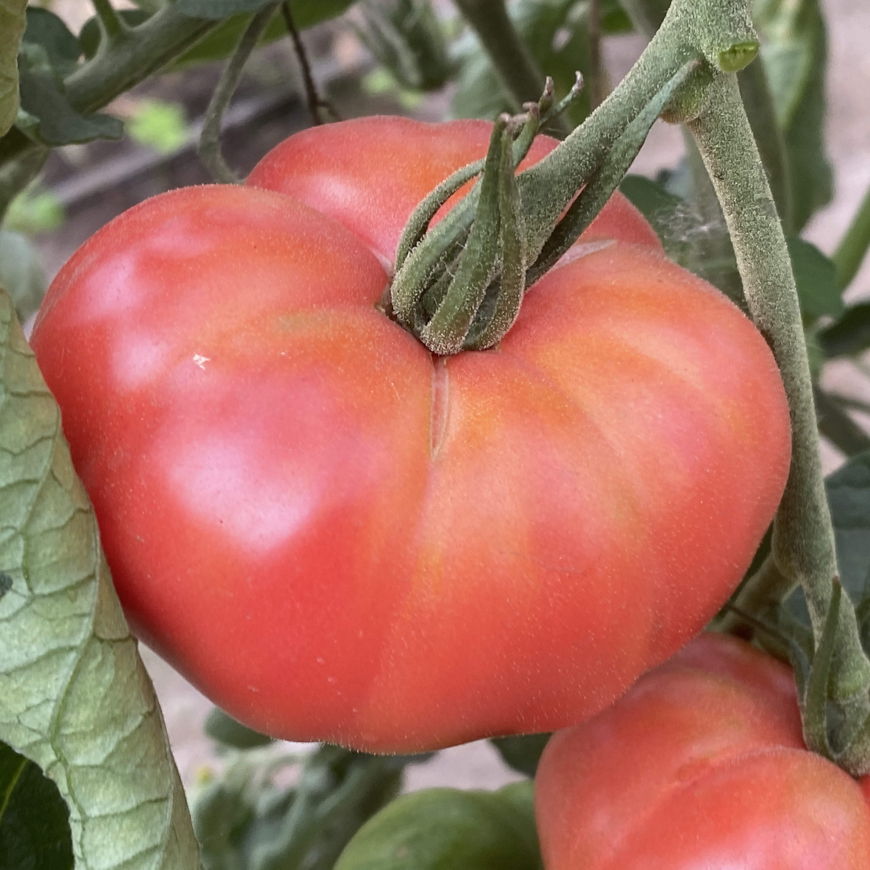 Tomatensaatgut Pink Bertoua
