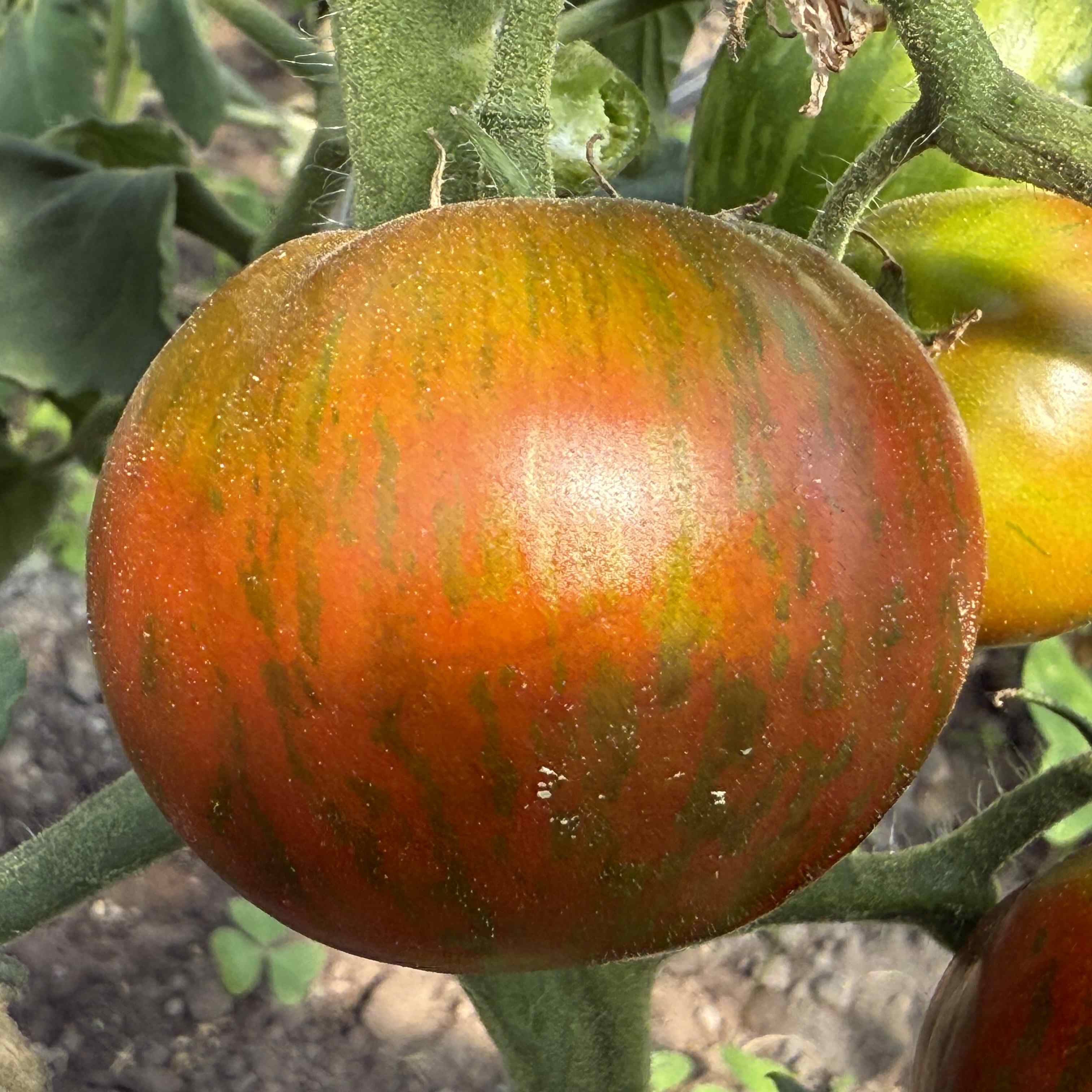 Tomatensaatgut Black Zebra
