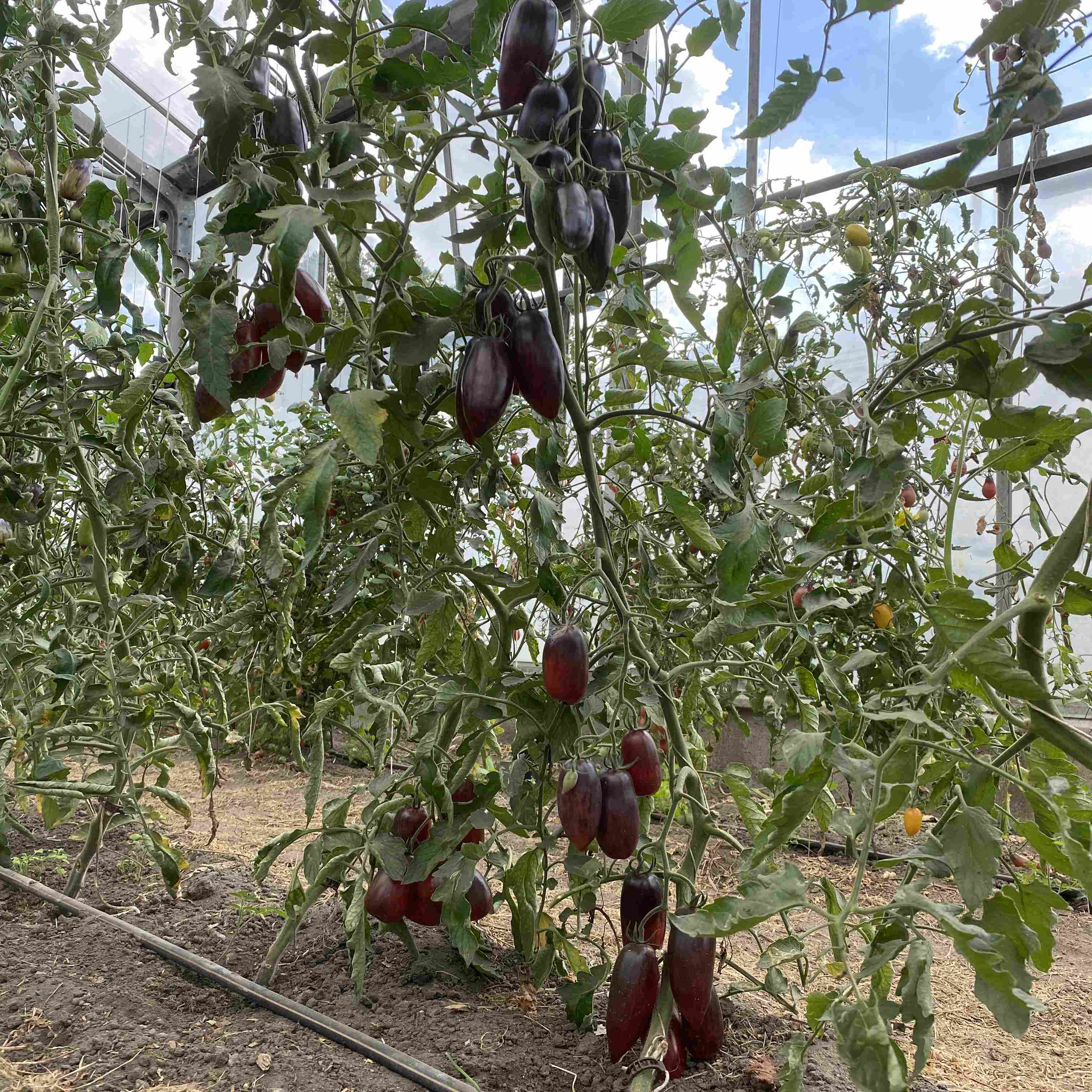 Tomatensaatgut Slivka Gurman