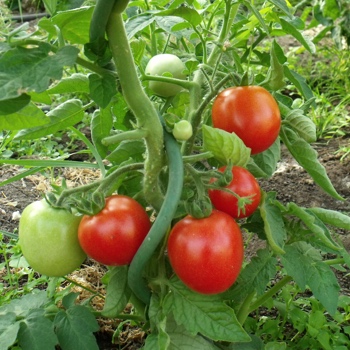 Rote Demeter Tomaten