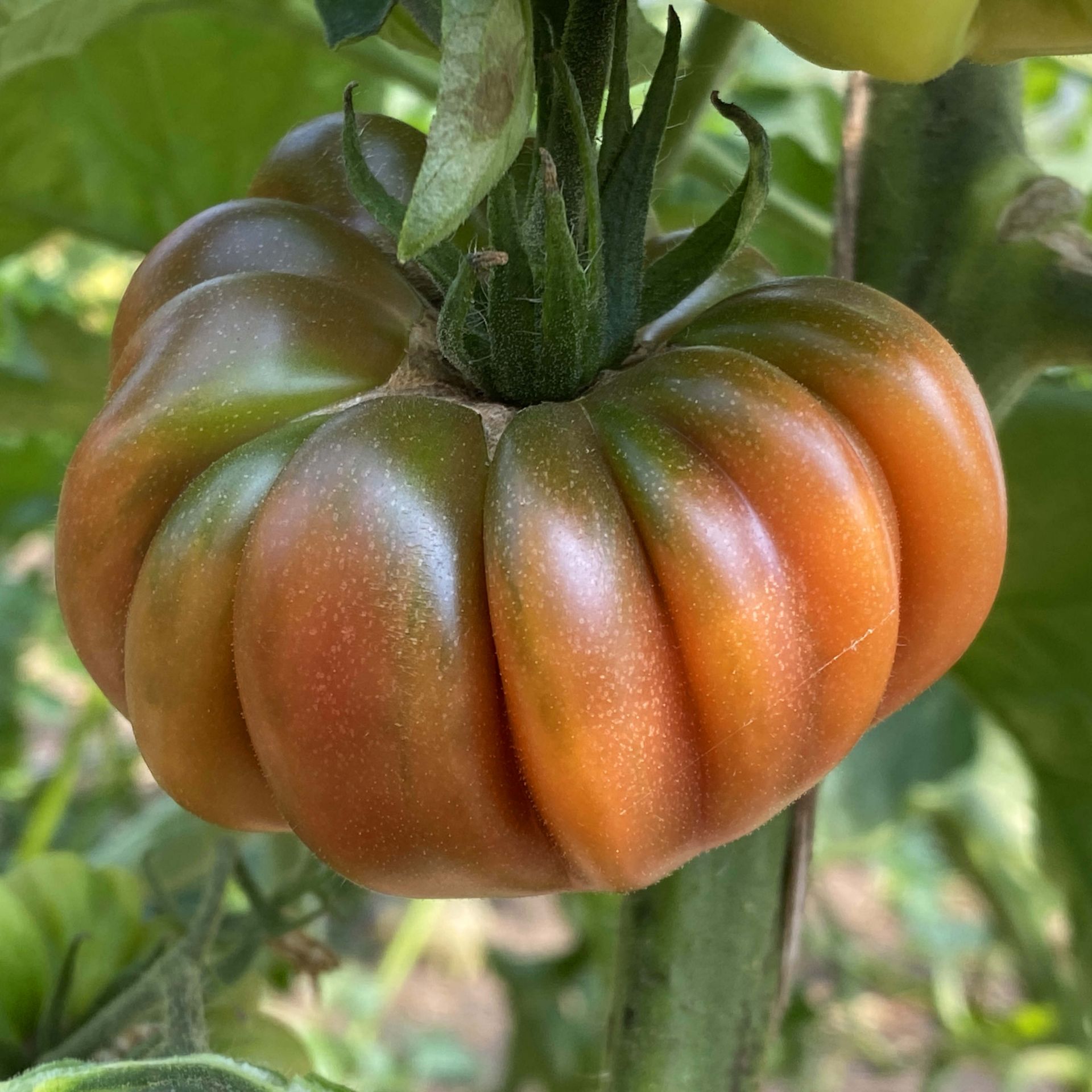 Saatgut / Samen von der Tomate Tim's Black Ruffles